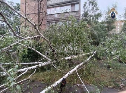 В Донецке возбуждено уголовное дело по факту гибели ребенка в результате падения дерева