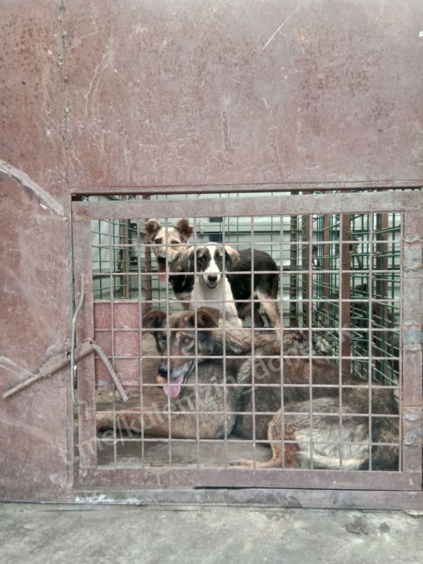 Алексей Кулемзин: Забытые и брошенные они скитаются по улицам