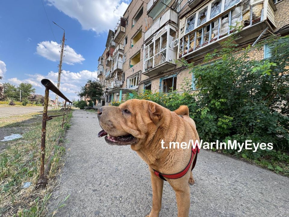 Котики и собачки освобожденного Курахово