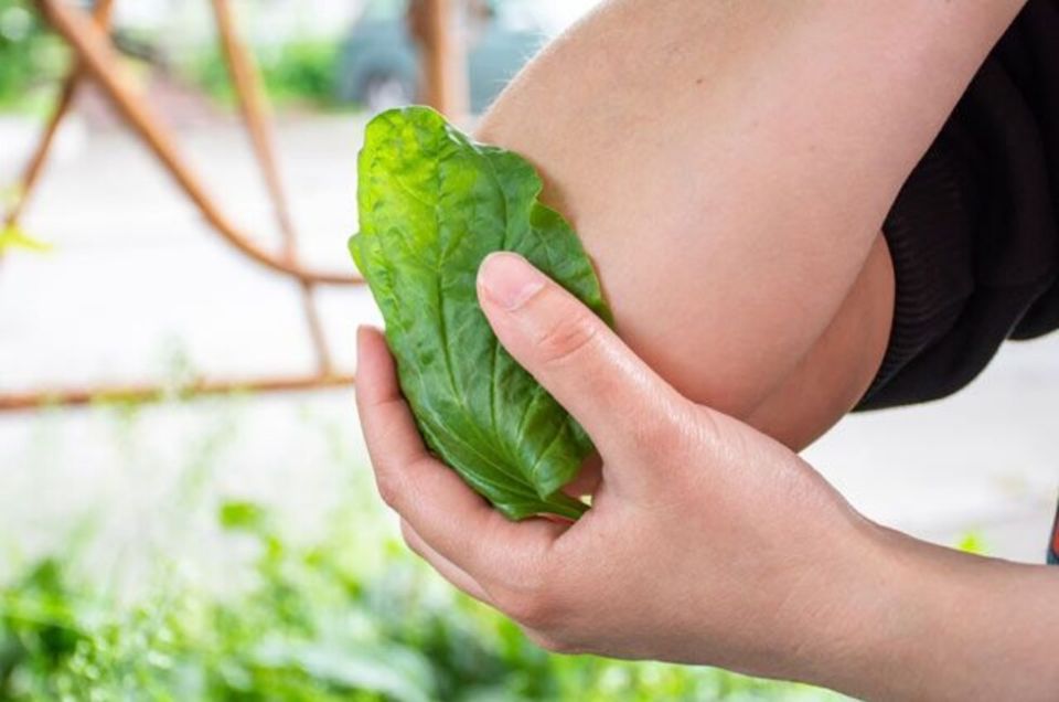 Подорожник — не панацея: врач рассказала о мифах первой помощи при ранах