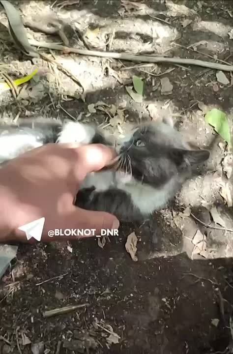 ����� � ������ ������� �� ���� ��� �� ������������ ����������� ������� � �������� �������� ��������������