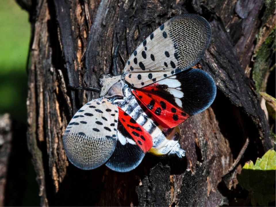 ��������� �������� (Lycorma delicatula) � ����������� ���������, ������������ ���������� ������, ����� ��� ������ ����������, ���� ������������, �������� ������, � ����� ������, �������, �����, ������ � ������ ��������