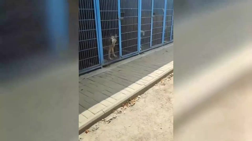 Андрей Руденко: Донецкий приют для животных 4 ЛАПКИ нуждается в помощи!