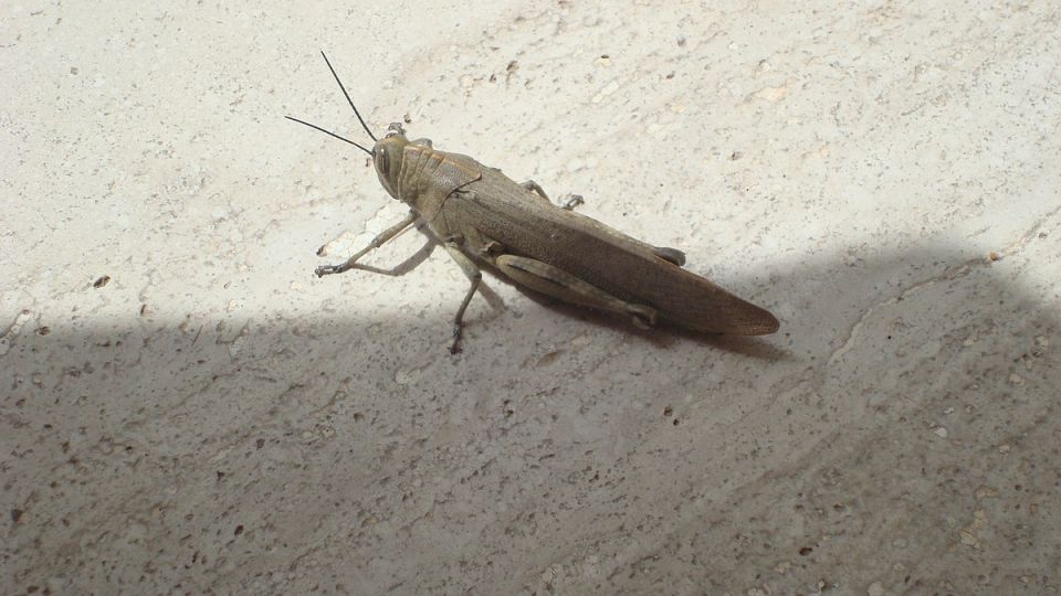 В Крыму усилили меры по контролю за саранчой