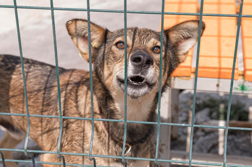 Бездомные животные под запретом: где запретят их кормить и чем это может грозить