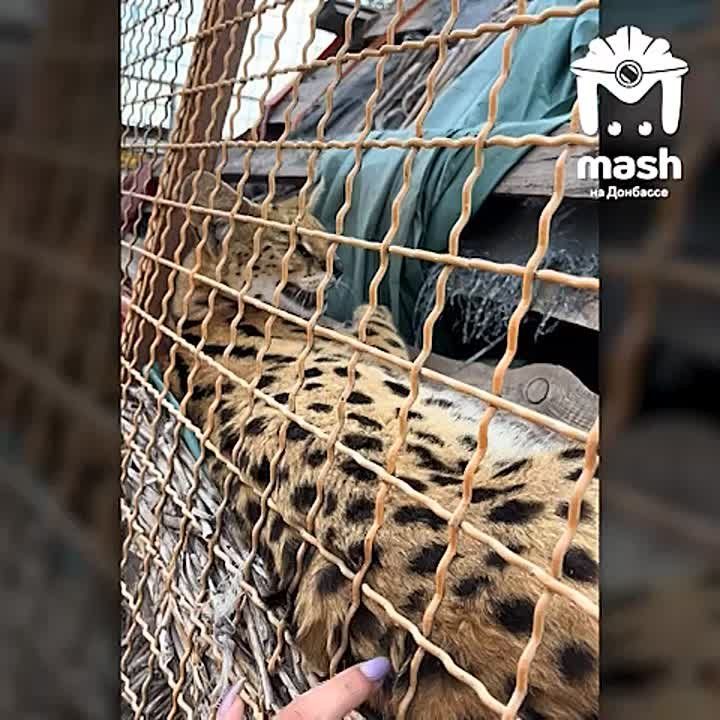 �� ����� � ����� Mash �� �������� ������� �� �������������� ��������