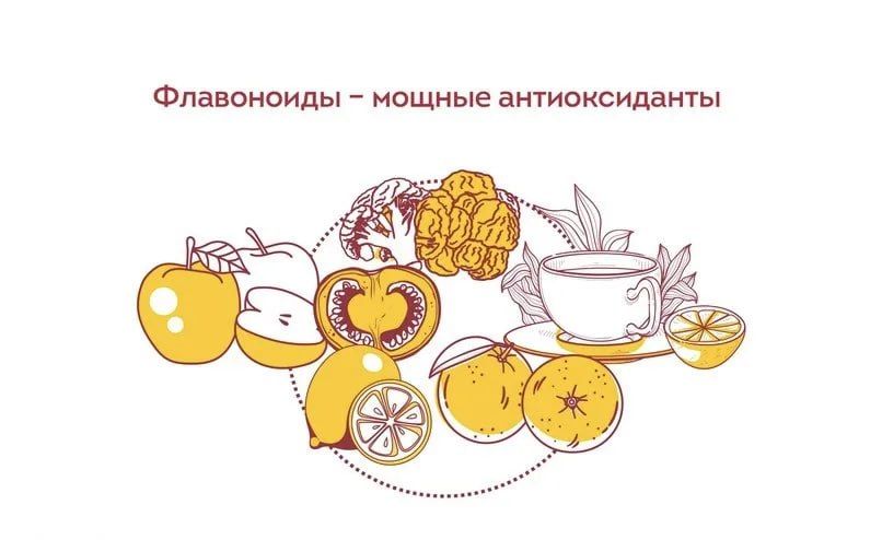 Флавоноиды – что это и зачем нужны?