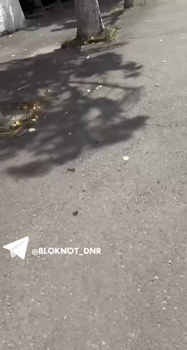 Страдающий от жары львенок замечен на улицах Енакиево в ДНР