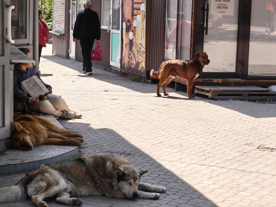 Проблема бродячих животных