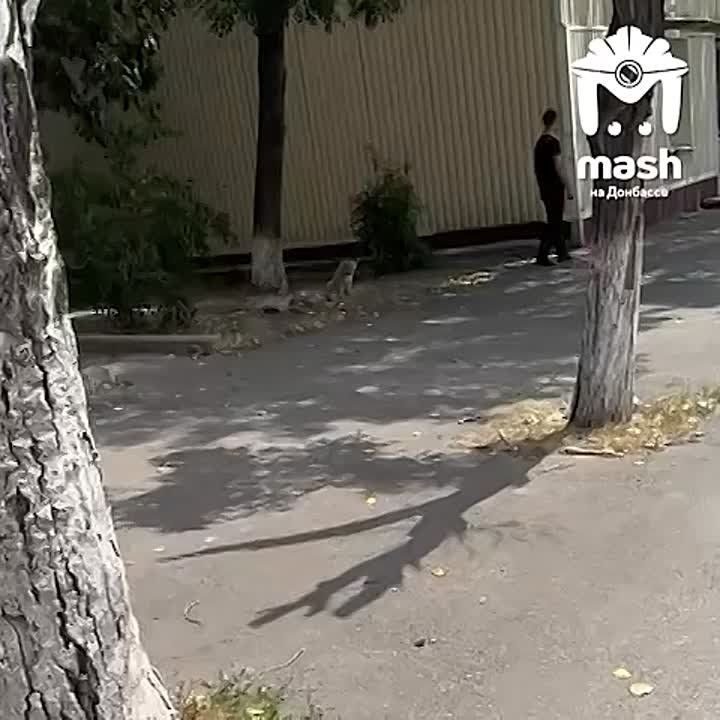 Симбу заметили на улицах Енакиево