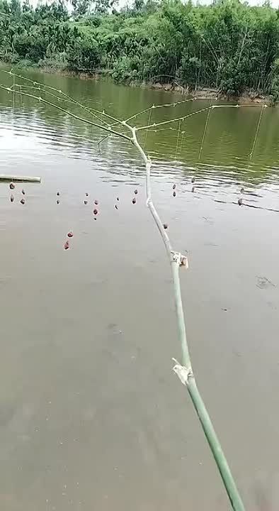 В Сети показали лайфхак для быстрой и эффективной рыбалки: понадобится ветка, леска и наживка