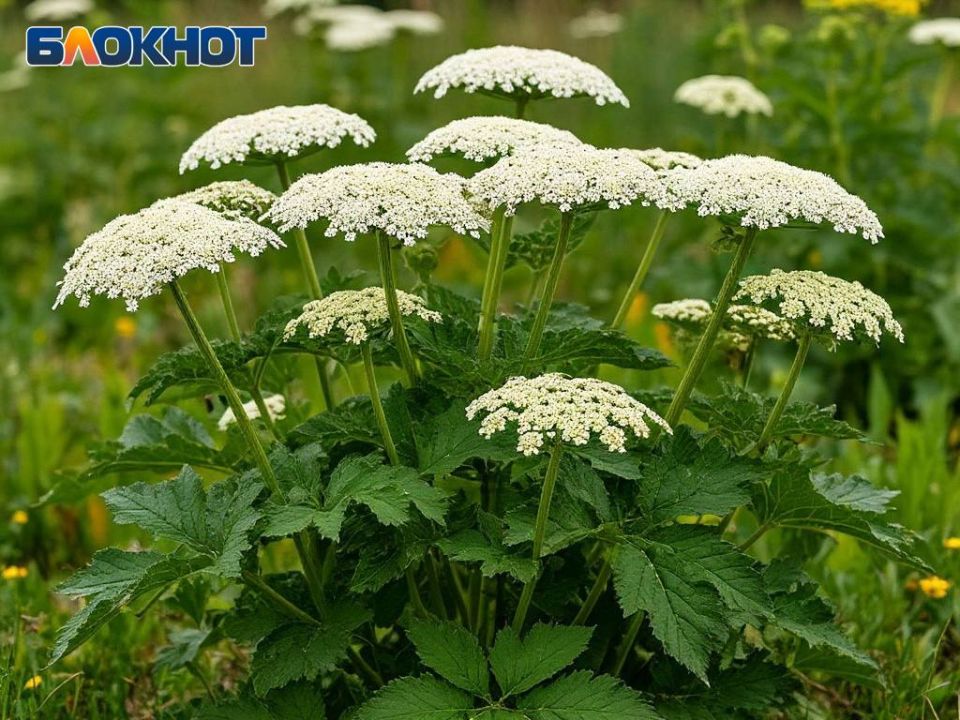 Совет Федерации принял закон о борьбе с борщевиком на всех земельных участках