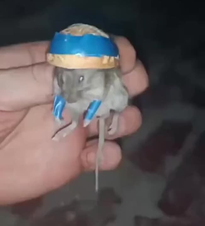 Даниил Безсонов: На Покровском направлении боец ВСУ добровольно сдался в плен