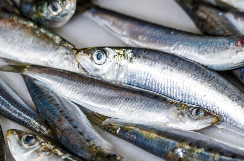 Хамса и шпрот обеспечили рекордный вылов в Азово-Черноморском бассейне