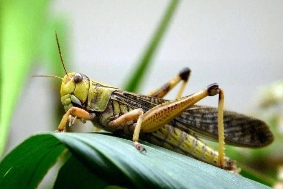 Саранча в соседних регионах: Донбасс готов к защите посевов