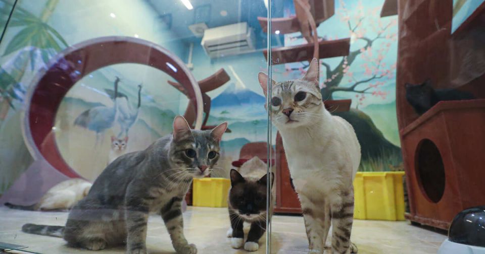 Коты из зоны СВО будут выступать в Театре Куклачева