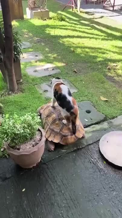 ����������� ����� ��������� ������