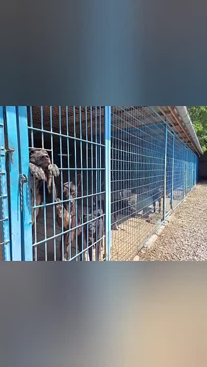 Нехватка воды в Донецке грозит перерасти в инфекционную катастрофу в приютах для животных