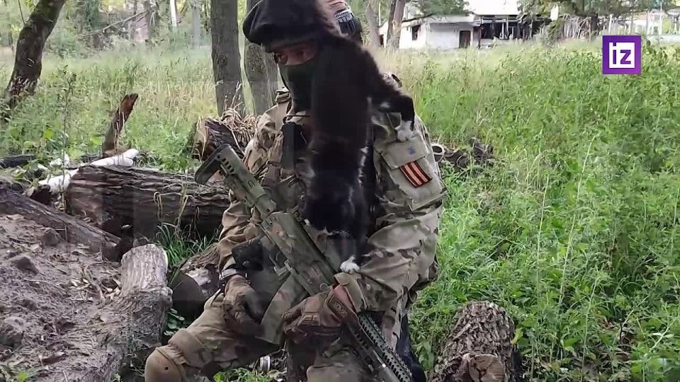 Коты из зоны СВО выступят в Театре Куклачева