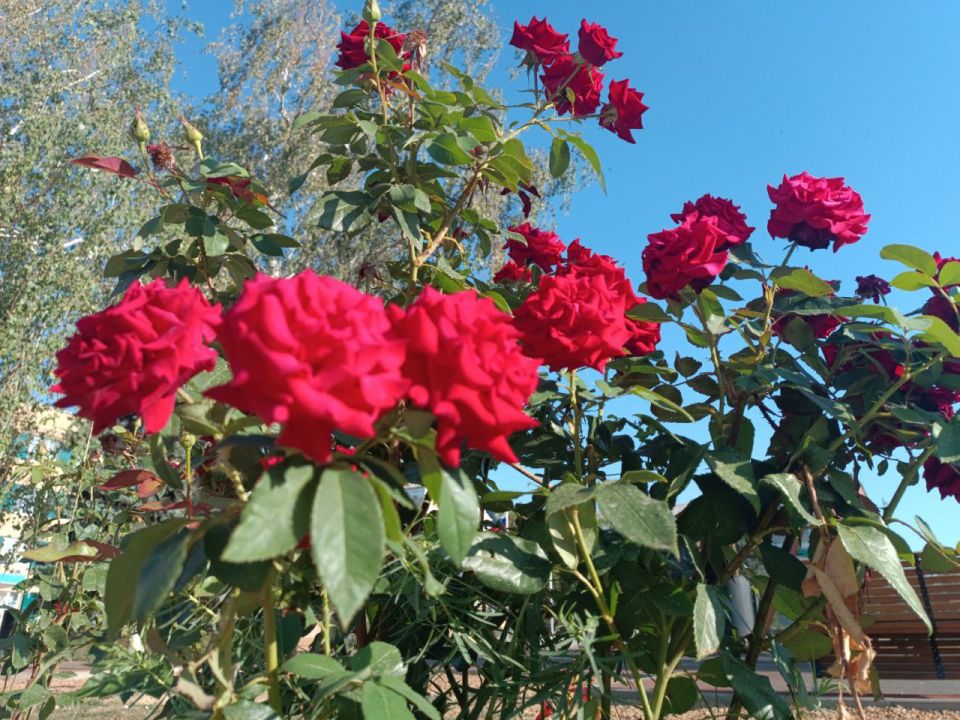 Игорь Лызов: Доброе утро, Амвросиевский муниципальный округ! Погода на сегодня от МЧС России