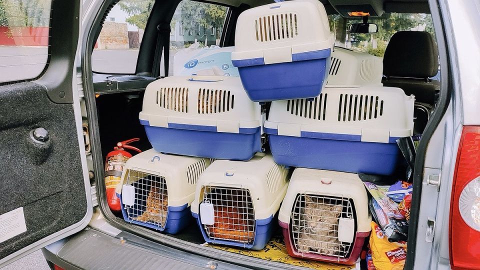 Коты-терапевты пополнили труппу Куклачева: маленьким героям нашли безопасную работу