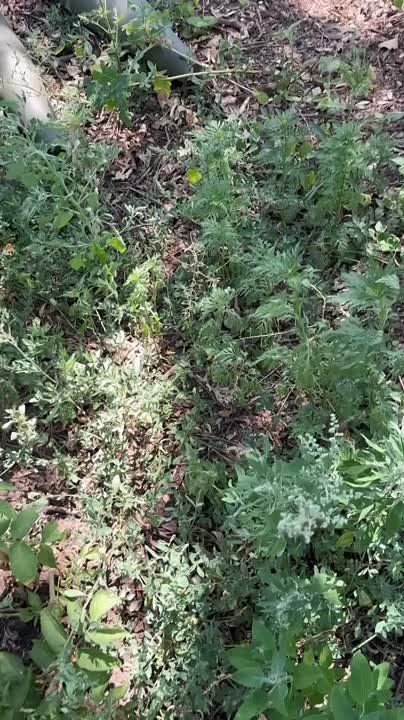 Чингис Дамбиев: Трофеи танкистов группировки "Восток" ВС РФ из Бурятии на Южно-Донецком направлении