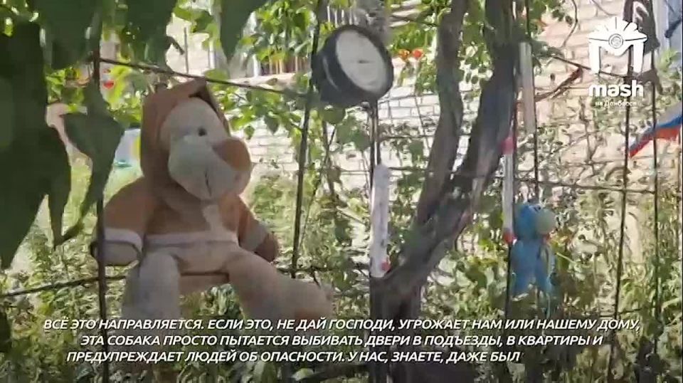 "������ ������ ��� �����". ��������� ����������� ������� ��� ���� � ��������