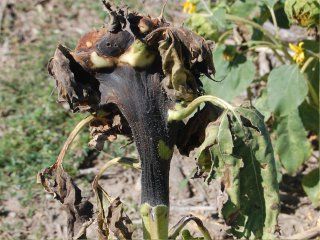 Фомопсис подсолнечника Diaporthehelianthi Munt - грибное карантинное заболевание (возбудитель – гриб Phomopsis helianthi)