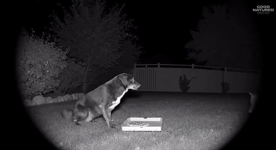 Настоящая дружба - это когда готов разделить с товарищем пиццу, как эта собака с лисой