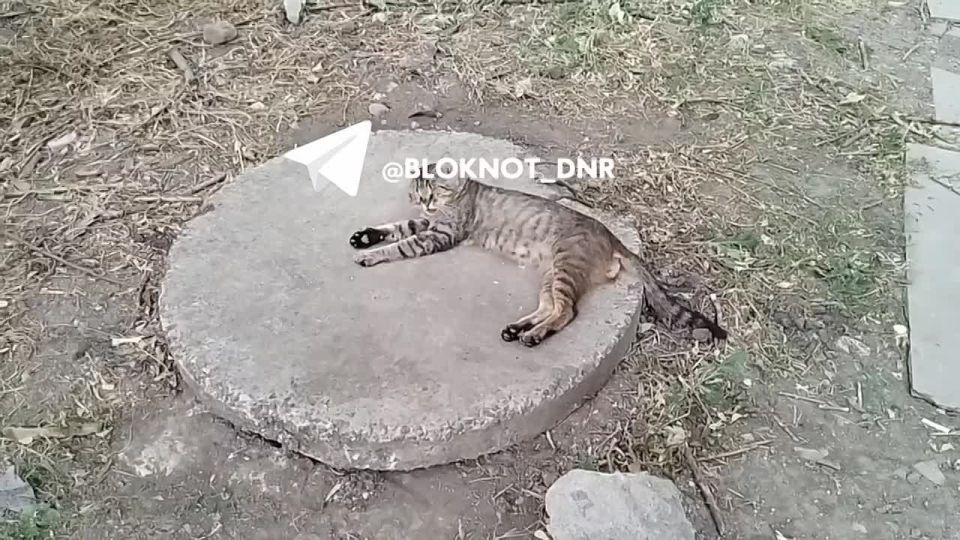 От жары и жажды погибают бездомные кошки и собаки на улицах Донецка