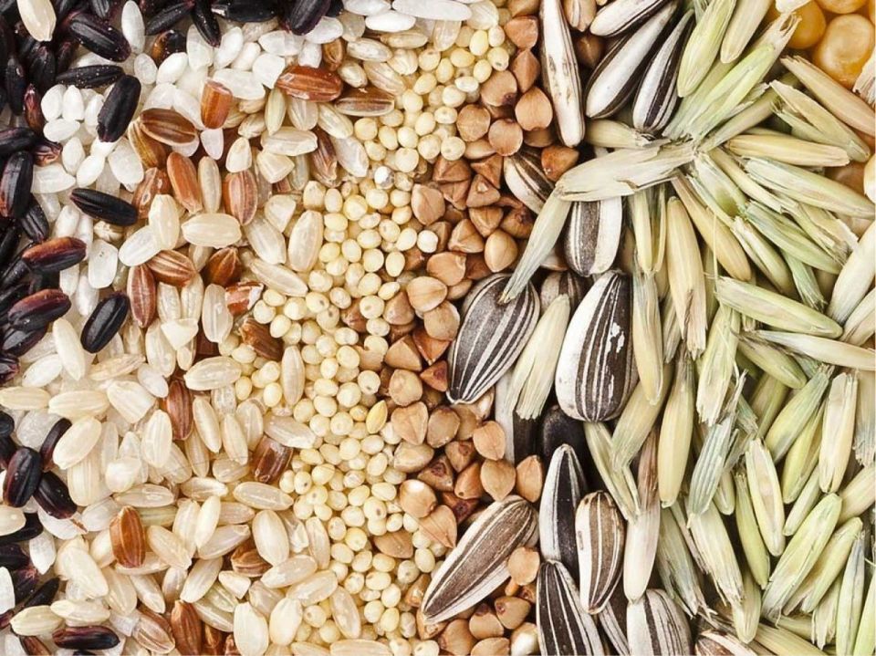 На территории Российской Федерации поступает в продажу большое количество семян, которые могут выпускаться как отечественными производителями, так и ввозиться из других стран