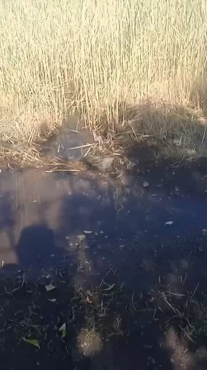 Виктория Жукова: Поступило обращение граждан по порыву в Зуевке, в рамках поручения Главы Республики оперативно уведомили балансодержателя линии - филиал Макеевского ГП Вода Донбасса, уже сегодня выполняются работы по...