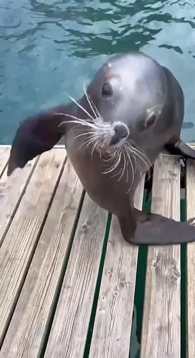 ������ ����, ���������!. ����� ���� ���� �������� ���� ������� ���������� � �������� ����