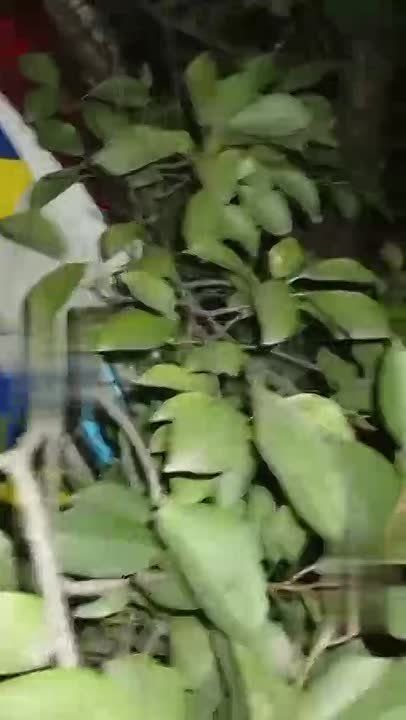 � ����������� ����������� �������� �� ������ �������� ����������� ���