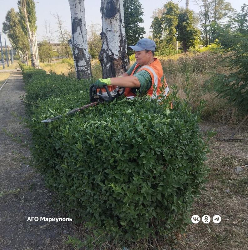 Мариупольские коммунальщики по проспекту Карпова выполнили стрижку живой изгороди