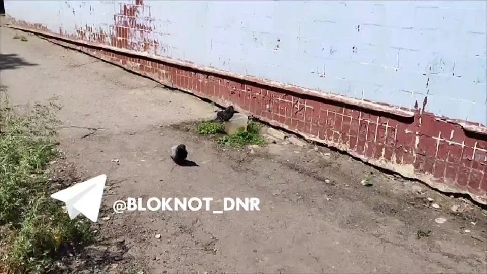 Жители Донецка спасают птиц и животных от гибели, устанавливая ёмкости под кондиционерами