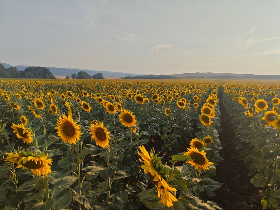 Болезни и вредители не угрожают подсолнечнику и кукурузе в ДНР