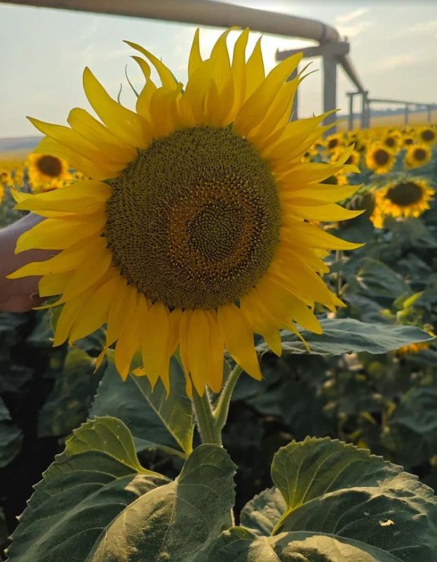 Наталья Великодная: Болезни и вредители не угрожают подсолнечнику и кукурузе в Донецкой Народной Республике