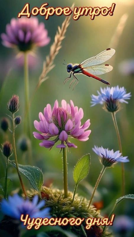 #доброе_утро