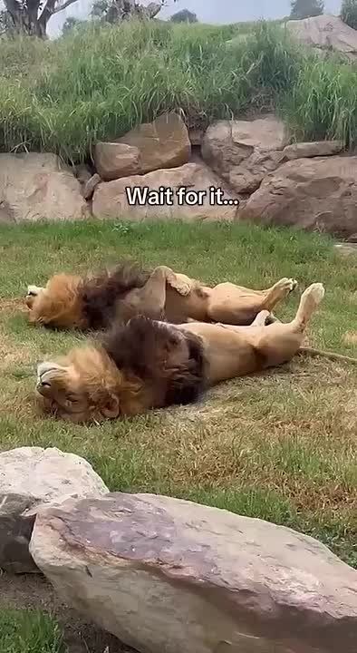 Настроение утра воскресенья - синхронно переворачиваться на правый бок