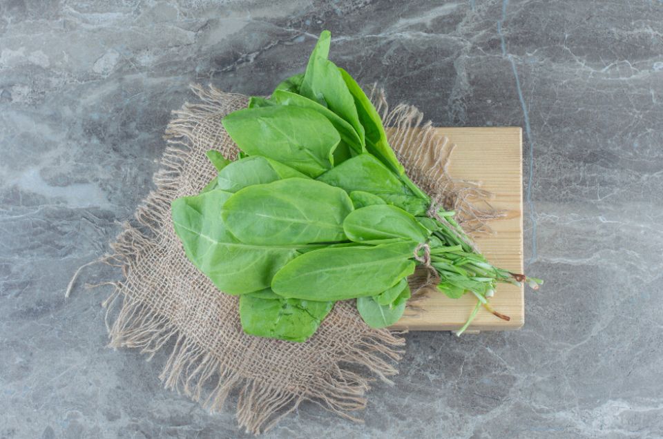 В донецком вузе дали научное объяснение лечебных свойств подорожника