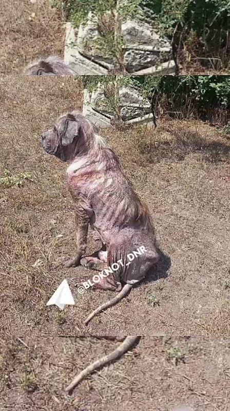 Истощенного и лысого сенбернара спасли волонтеры из Донецка