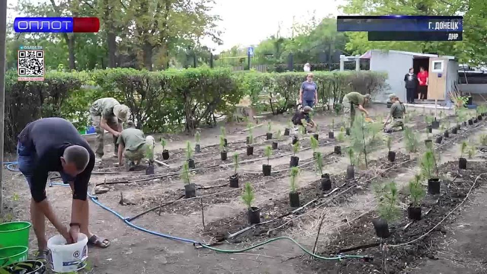 Дыхание Сибири. Высадка молодых кедров в Донецке