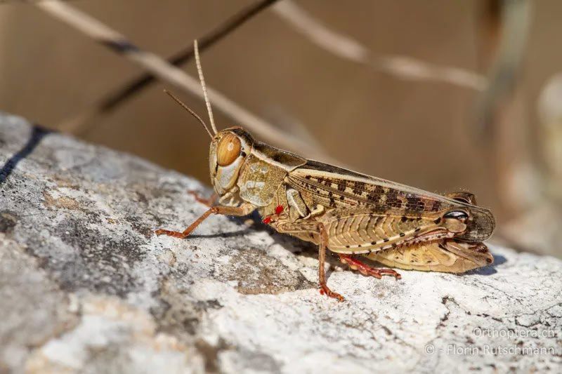 Наталья Бегуненко: Внимание "Итальянский прус"