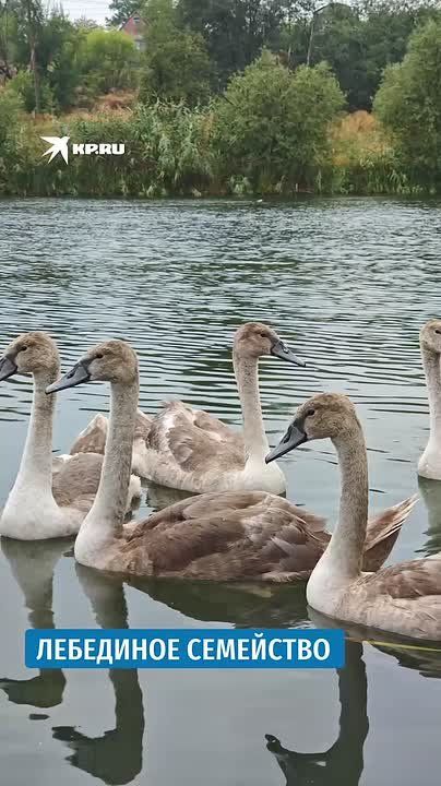 Вот такое лебединое семейство было обнаружено на реке Кальчик в поселке Каменск, что под Мариуполем