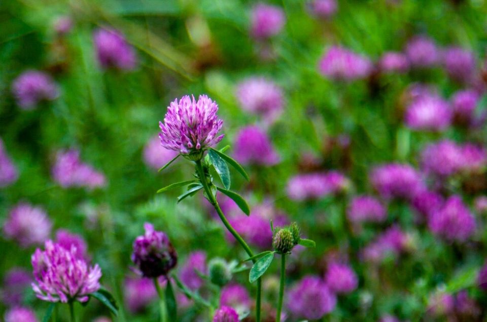 Опытная огородница поделилась личным топом сидератов, которые улучшат почву
