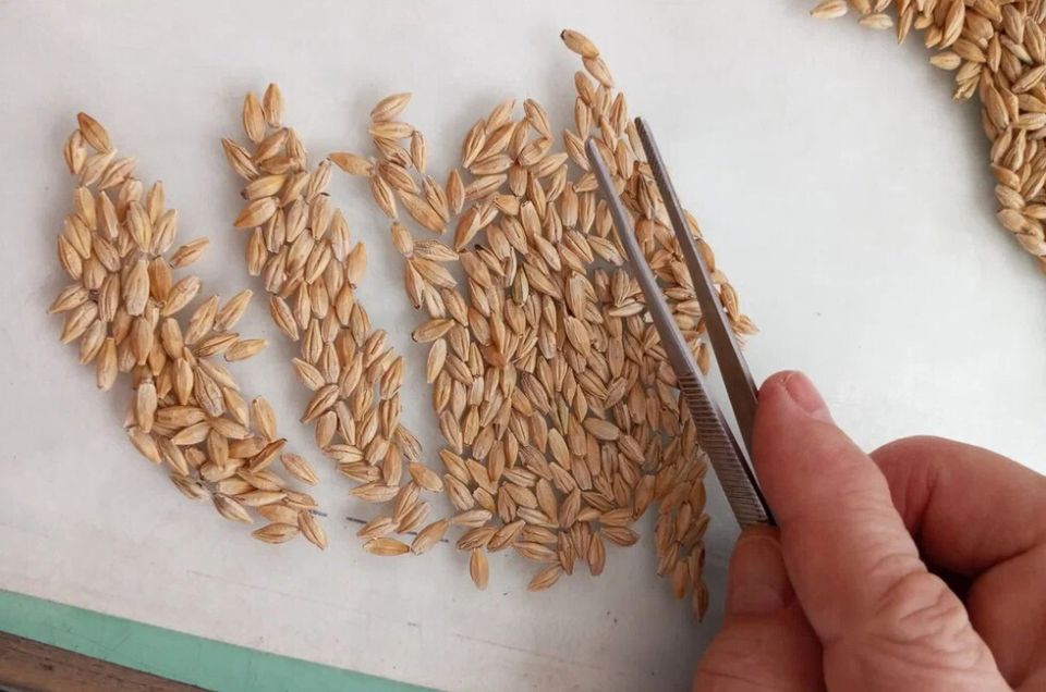 Хозяйства ДНР получат достаточно семян на озимый сев под урожай 2026 года