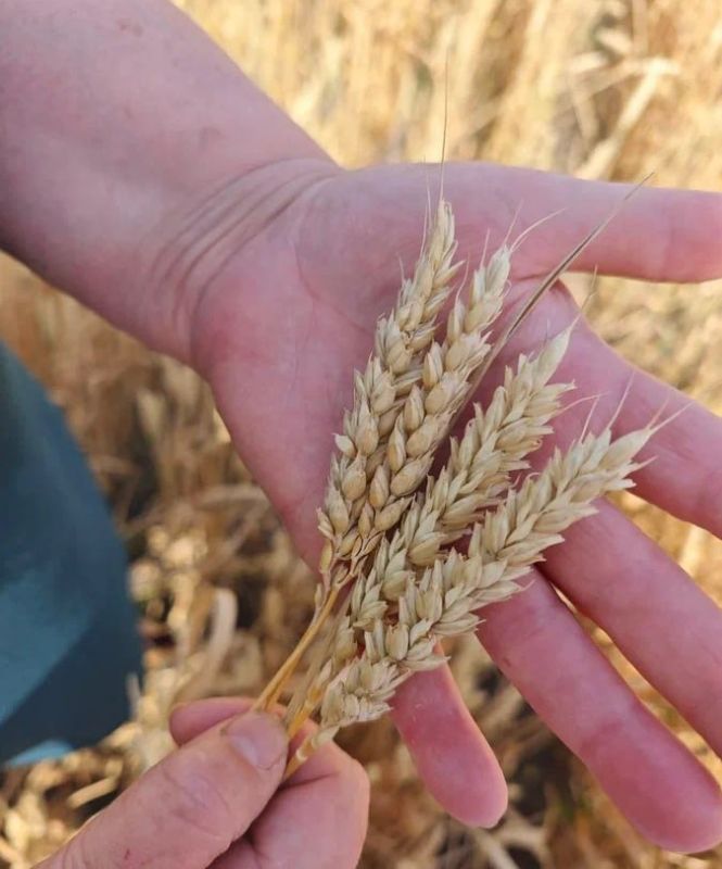 Свое родное. Россельхозцентр провел апробацию семенных посевов ДНР