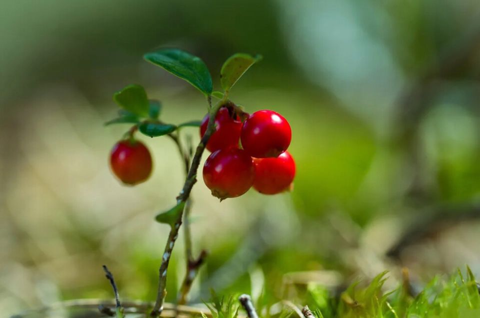Ученый из Донецка пояснила пользу клюквы для почек и мочевых путей