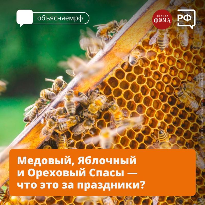 Медовый, Яблочный и Ореховый Спасы — что это за праздники?